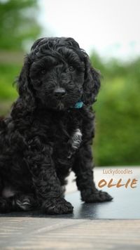 Pup Ollie